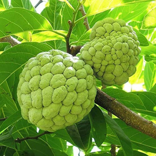 Annona Squamosa Tropical Fruit Tree - 50 Seeds - Sugar Apple, Sweetsop South Mountain Nursery