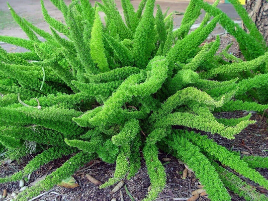 Asparagus Densiflorus Sprengeri - 20 Seeds - Foxtail Fern Seeds