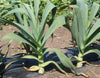 South Mountain Nursery Autumn Giant Leek Onion - 300 Seeds