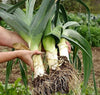 South Mountain Nursery Autumn Giant Leek Onion - 300 Seeds