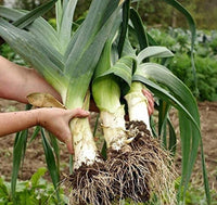 South Mountain Nursery Autumn Giant Leek Onion - 300 Seeds