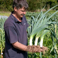 South Mountain Nursery Autumn Giant Leek Onion - 300 Seeds