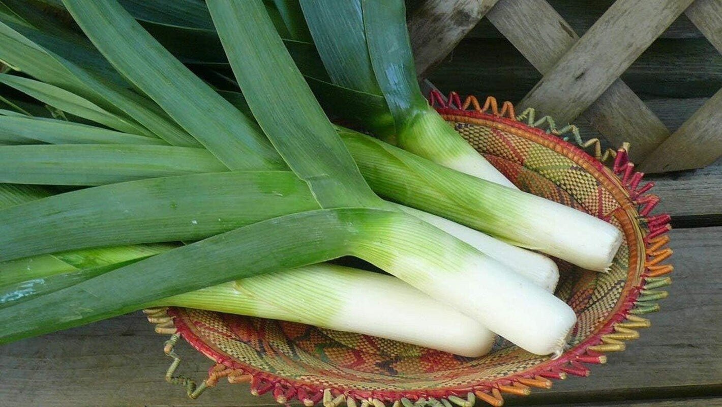 South Mountain Nursery Autumn Giant Leek Onion - 300 Seeds