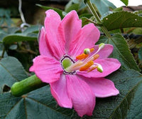 Banana Passion Fruit - 30 Seeds - Passion flower Maracuja, Banana Poka South Mountain Nursery