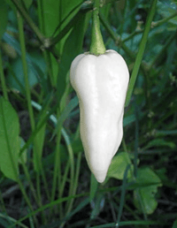 Bhut Jolokia, White Ghost Chili Pepper, World'S Hottest Pepper, Capsicum Chinense  - 10 Seeds South Mountain Nursery