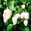 Bhut Jolokia, White Ghost Chili Pepper, World'S Hottest Pepper, Capsicum Chinense  - 10 Seeds South Mountain Nursery