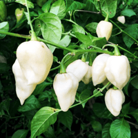 Bhut Jolokia, White Ghost Chili Pepper, World'S Hottest Pepper, Capsicum Chinense  - 10 Seeds South Mountain Nursery