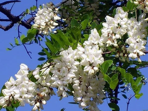 Black Locust False Acacia Tree - 50 Seeds - Robinia Pseudoacacia South Mountain Nursery
