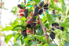 South Mountain Nursery Black Mulberry - 50 Seeds - Morus Nigra, Non GMO, Heirloom
