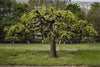South Mountain Nursery Black Mulberry - 50 Seeds - Morus Nigra, Non GMO, Heirloom