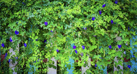 Blue Butterfly Pea Vine Flower - 35 Seeds South Mountain Nursery