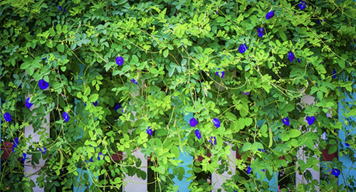 Blue Butterfly Pea Vine Flower - 35 Seeds South Mountain Nursery