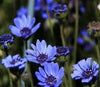 South Mountain Nursery Blue Daisy - 100 Seeds - Colorful Flowers Garden Plants