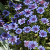 South Mountain Nursery Blue Daisy - 100 Seeds - Colorful Flowers Garden Plants