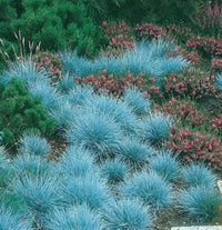 South Mountain Nursery Blue Fescue Ornamental Grass Seeds - Perennial, Low Growing, Drought