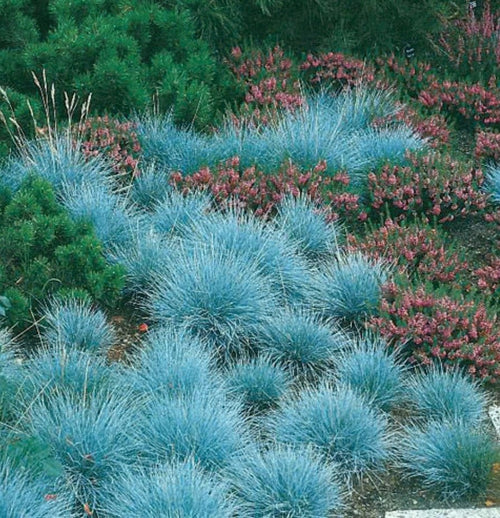 South Mountain Nursery Blue Fescue Ornamental Grass Seeds - Perennial, Low Growing, Drought