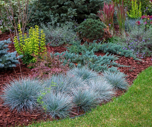 South Mountain Nursery Blue Fescue Ornamental Grass Seeds - Perennial, Low Growing, Drought