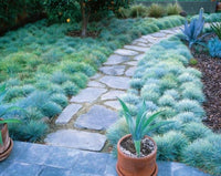 South Mountain Nursery Blue Fescue Ornamental Grass Seeds - Perennial, Low Growing, Drought