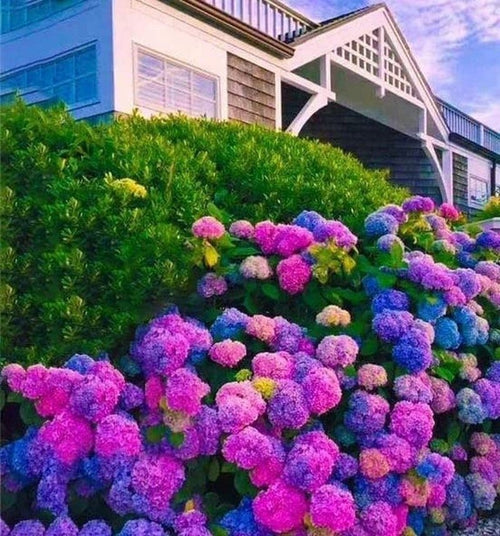 South Mountain Nursery Blue Pink Purple Hydrangea Seeds- Beautiful and Hardy Perennial