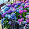South Mountain Nursery Blue Pink Purple Hydrangea Seeds- Beautiful and Hardy Perennial