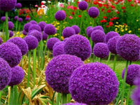 South Mountain Nursery Blue Purple Giant Allium Seeds - Globemaster Allium Giganteum Flower