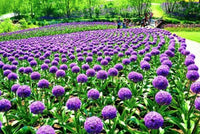 South Mountain Nursery Blue Purple Giant Allium Seeds - Globemaster Allium Giganteum Flower