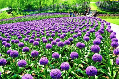 South Mountain Nursery Blue Purple Giant Allium Seeds - Globemaster Allium Giganteum Flower