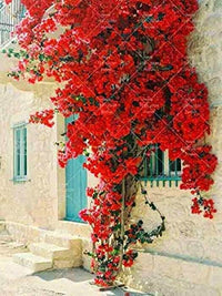 South Mountain Nursery Bougainvillea Ornamental Red Flowers - 50 Seeds