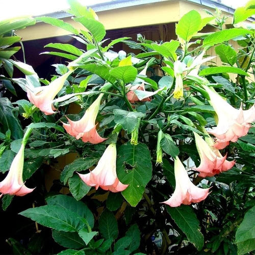 South Mountain Nursery Brugmansia Pink Delight Angels Trumpet Moonflower - 10 Seeds -
