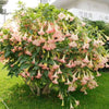 South Mountain Nursery Brugmansia Pink Delight Angels Trumpet Moonflower - 10 Seeds -