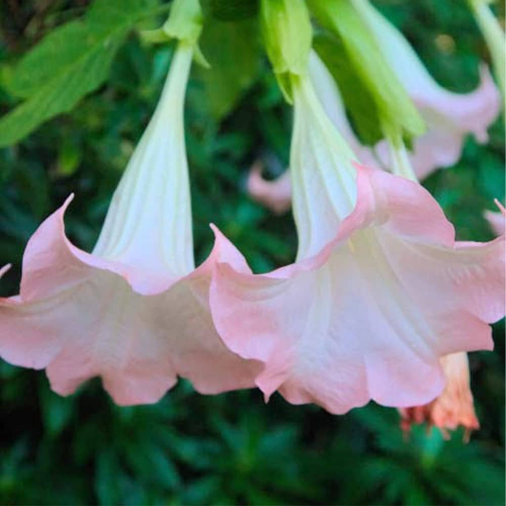 South Mountain Nursery Brugmansia Pink Delight Angels Trumpet Moonflower - 10 Seeds -