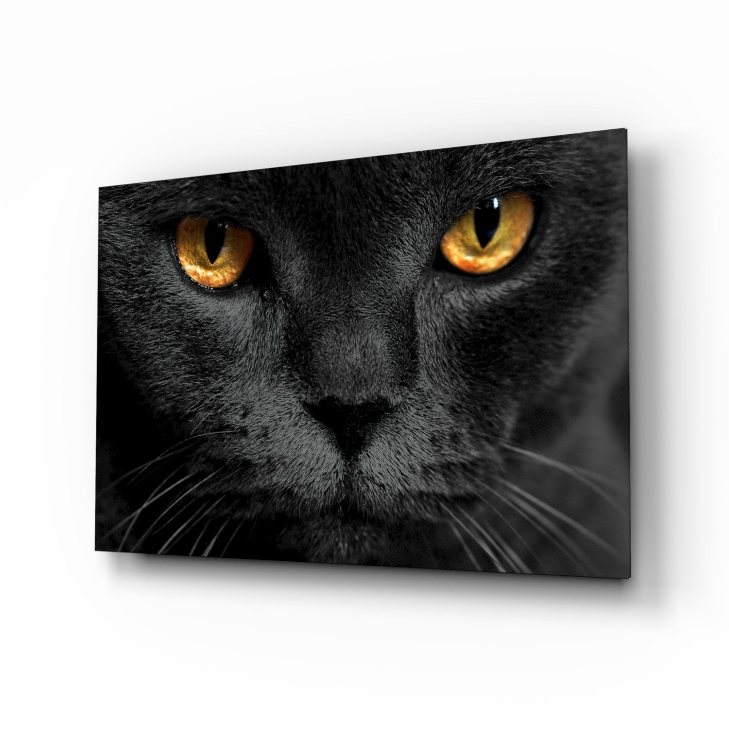 Insigneart USA Insigneart USA Cat Glass Wall Art
