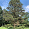 Cedrus Libani - 15 Seeds - Cedar of Lebanon Needled Evergreen Drought Tolerant Landscape Outdoor South Mountain Nursery