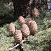 Cedrus Libani - 15 Seeds - Cedar of Lebanon Needled Evergreen Drought Tolerant Landscape Outdoor South Mountain Nursery