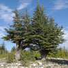 Cedrus Libani - 15 Seeds - Cedar of Lebanon Needled Evergreen Drought Tolerant Landscape Outdoor South Mountain Nursery