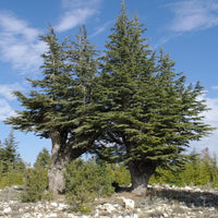 Cedrus Libani - 15 Seeds - Cedar of Lebanon Needled Evergreen Drought Tolerant Landscape Outdoor South Mountain Nursery