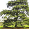 Cedrus Libani - 15 Seeds - Cedar of Lebanon Needled Evergreen Drought Tolerant Landscape Outdoor South Mountain Nursery