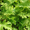 Citronella 500 Seeds - Mosquito Repellant Fresh Garden Home Plant Seeds South Mountain Nursery