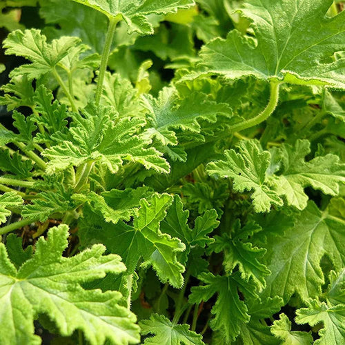 Citronella 500 Seeds - Mosquito Repellant Fresh Garden Home Plant Seeds South Mountain Nursery