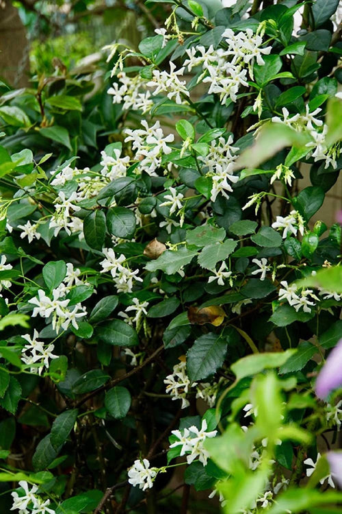 Climbing Jasmine Flower Seeds - Fragrant Plant Four Seasons Evergreen Silver Jasmine Non-Gmo South Mountain Nursery