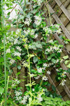 Climbing Jasmine Flower Seeds - Fragrant Plant Four Seasons Evergreen Silver Jasmine Non-Gmo South Mountain Nursery