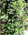 South Mountain Nursery Climbing Jasmine Flower - 50 Seeds - Fragrant Plant, Four Seasons