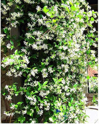South Mountain Nursery Climbing Jasmine Flower - 50 Seeds - Fragrant Plant, Four Seasons
