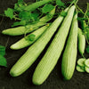 Cucumber Armenian Long - 10 Seeds - 70 Day Harvest Vegetable Heirloom Non GMO South Mountain Nursery