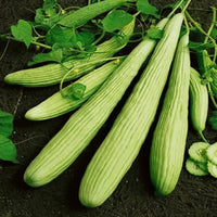 Cucumber Armenian Long - 10 Seeds - 70 Day Harvest Vegetable Heirloom Non GMO South Mountain Nursery