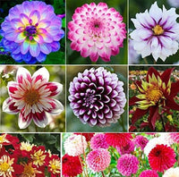 Dahlia Pompon Flower - 100 Seeds - Variabilis Rare Beautiful Annual Outdoor South Mountain Nursery
