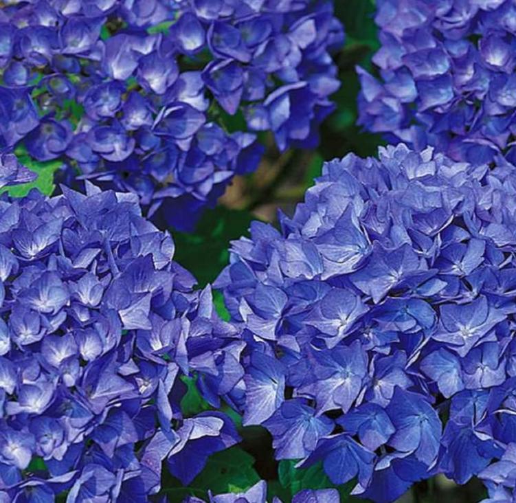 South Mountain Nursery Dark Blue Hydrangea Seeds - Beautiful Attractive Showy and Hardy