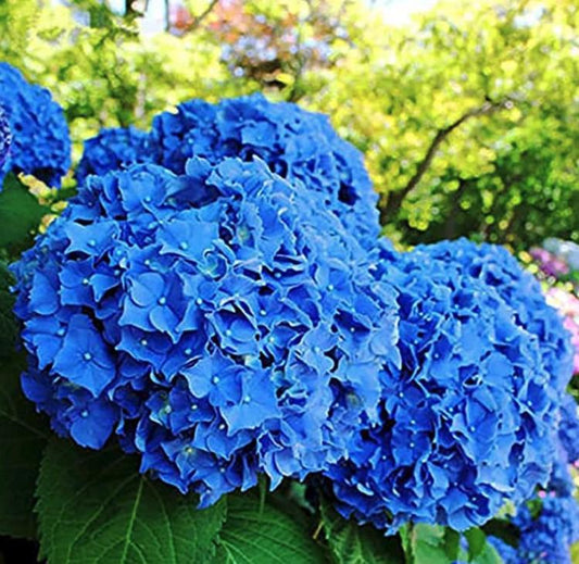 South Mountain Nursery Dark Blue Hydrangea Seeds - Beautiful Attractive Showy and Hardy