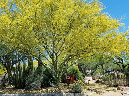 South Mountain Nursery Desert Museum - Thornless Palo Verde Seeds Cercidium x 'Desert Museum'