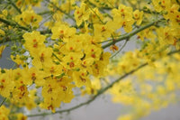 South Mountain Nursery Desert Museum - Thornless Palo Verde Seeds Cercidium x 'Desert Museum'